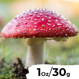 Dried Muscaria (Fly Agaric)