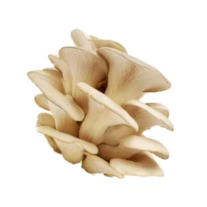 Oyster mushrooms