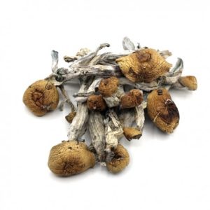 Penis Envy mushrooms